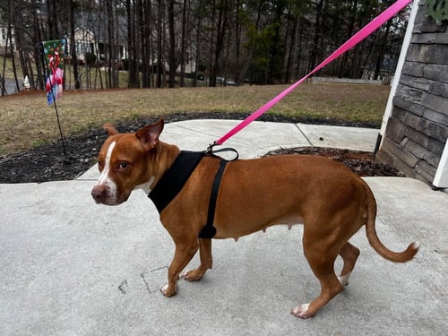 BLAZE AND MOLLY (COURTESY POST) - Pit Bull Terrier available for adoption
