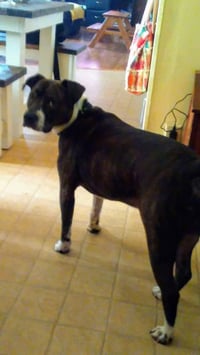 Blaze and Molly (Courtesy Post) - Photo 4