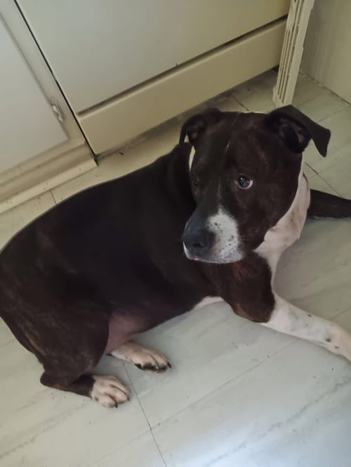 BLAZE AND MOLLY (COURTESY POST) - Pit Bull Terrier available for adoption