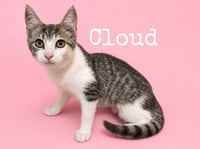 Cloud - Photo 1