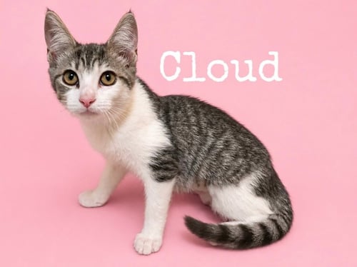 CLOUD - Domestic Short Hair available for adoption