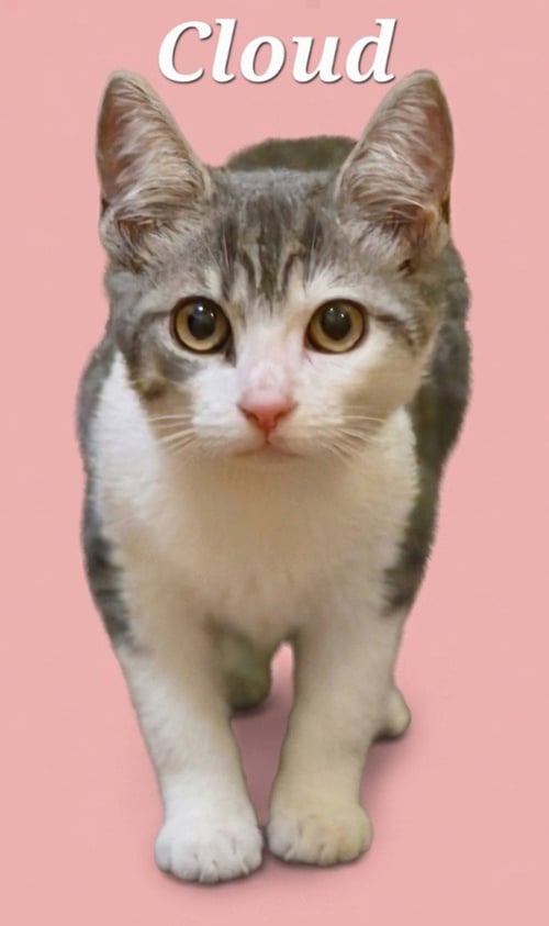 CLOUD - Domestic Short Hair available for adoption