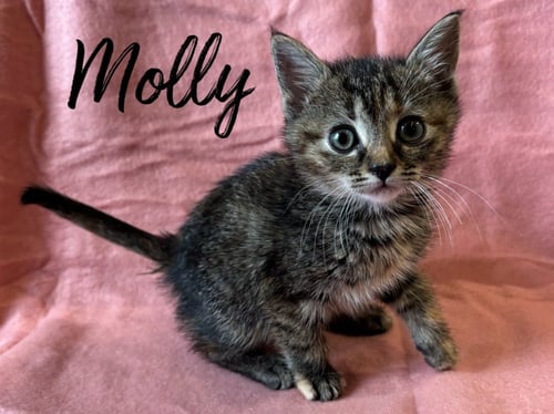 MOLLY - Domestic Short Hair available for adoption