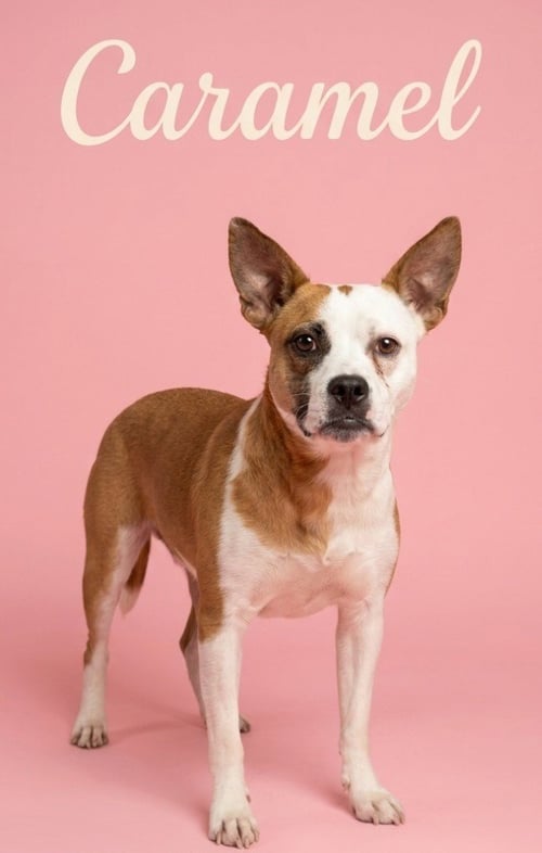 CARAMEL - Terrier / Terrier available for adoption