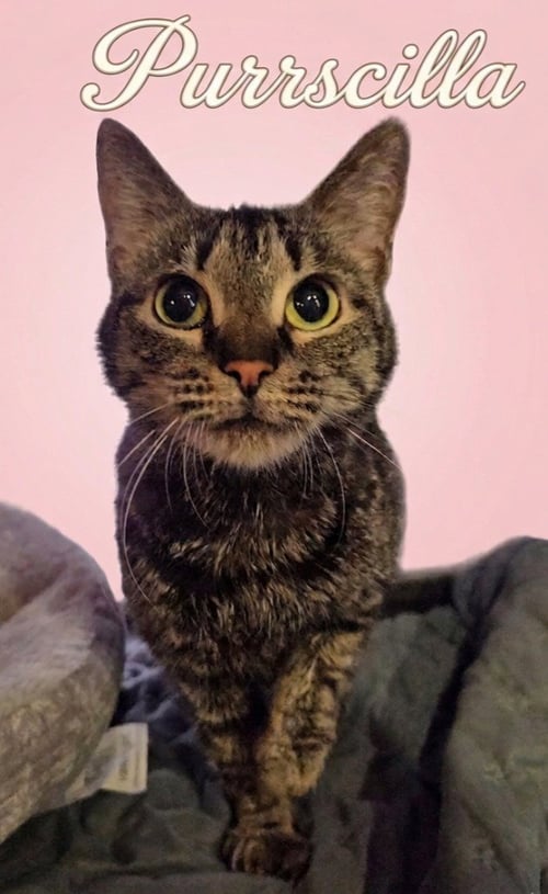 PURRSCILLA - Domestic Short Hair available for adoption