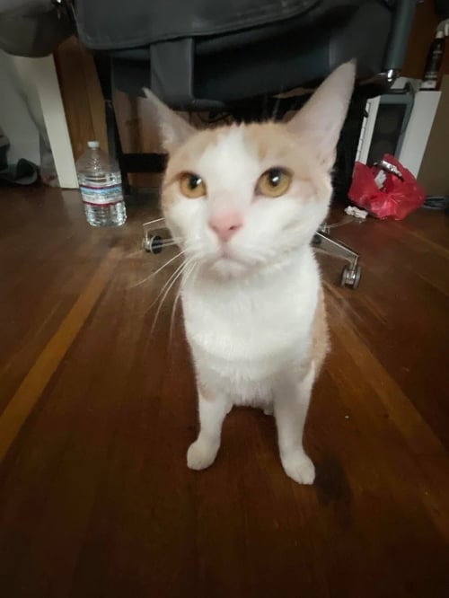 MAISIE (COURTESY POST) - Domestic Short Hair available for adoption
