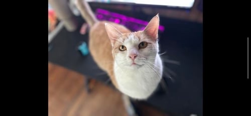 MAISIE (COURTESY POST) - Domestic Short Hair available for adoption