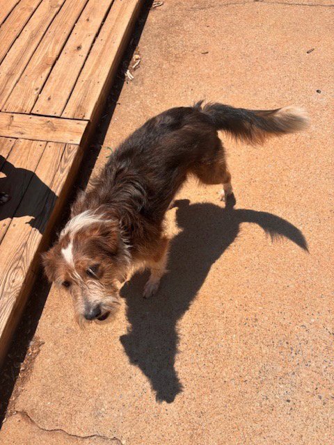 PIPER (COURTESY POST) - Terrier / Australian Shepherd available for adoption
