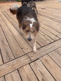 Piper (Courtesy Post) - Photo 1