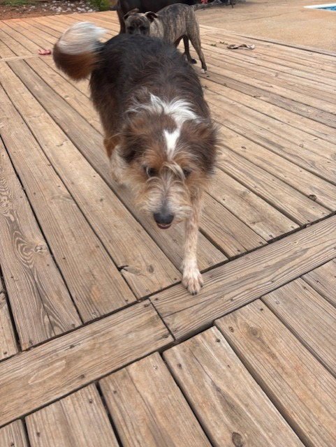 PIPER (COURTESY POST) - Terrier / Australian Shepherd available for adoption