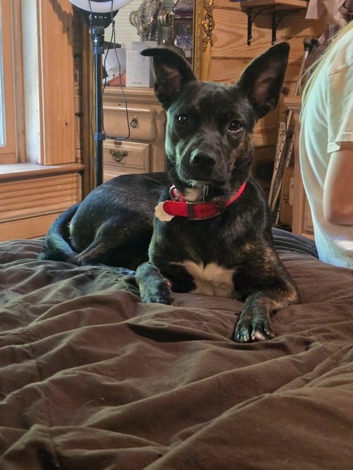 PRINCESS (COURTESY POST) - Staffordshire Bull Terrier available for adoption