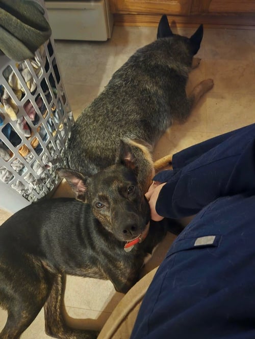 PRINCESS (COURTESY POST) - Staffordshire Bull Terrier available for adoption