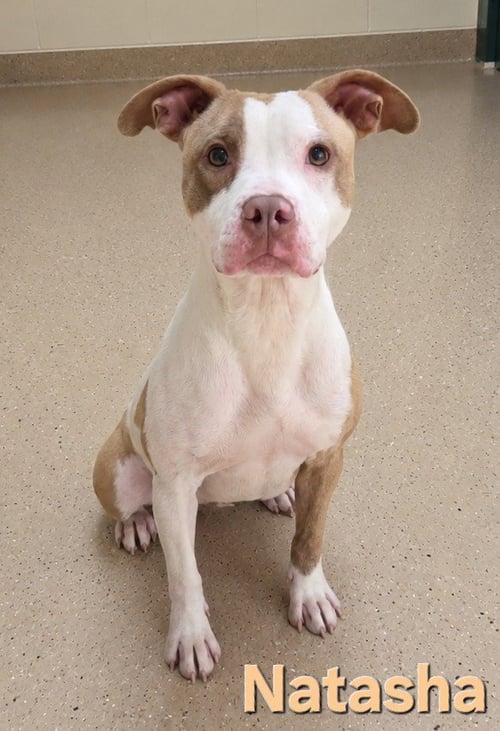 NATASHA - Terrier / Terrier available for adoption