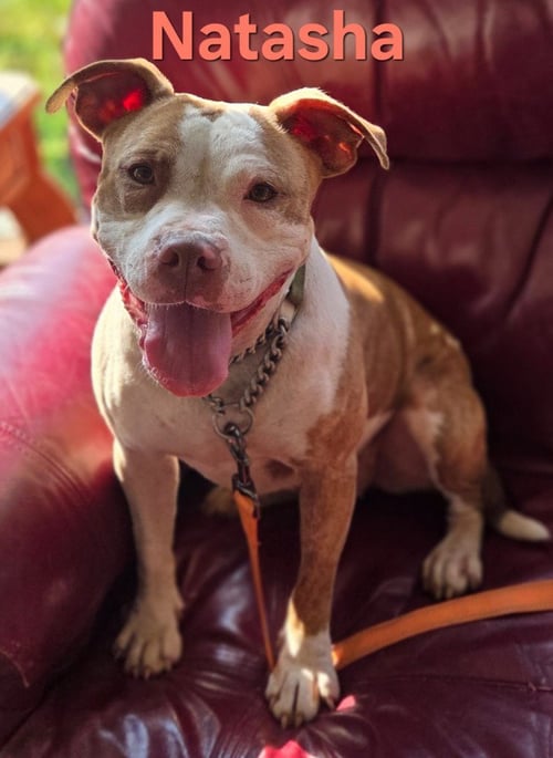 NATASHA - Terrier / Terrier available for adoption