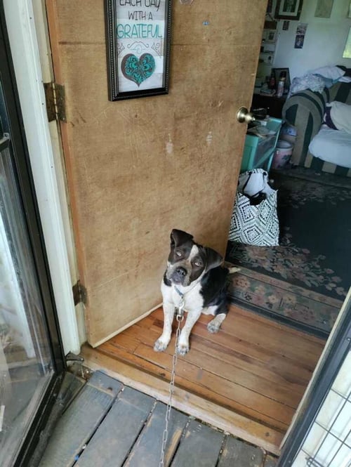 PATCHES (COURTESY POST) - Australian Cattle Dog/Blue Heeler / Pit Bull Terrier available for adoption