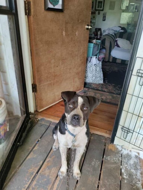 PATCHES (COURTESY POST) - Australian Cattle Dog/Blue Heeler / Pit Bull Terrier available for adoption