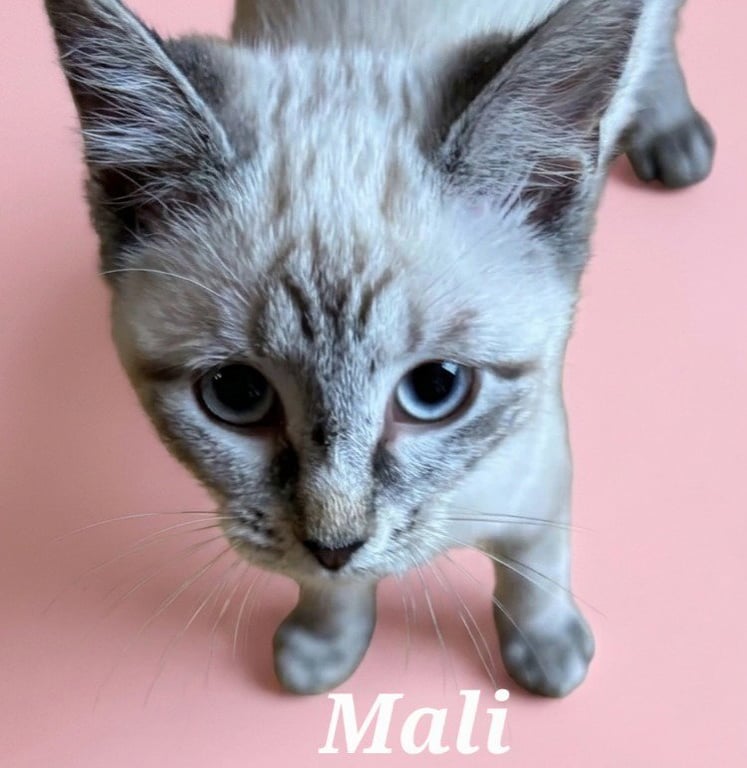 Mali Image