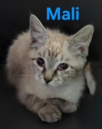 Mali - Photo 2