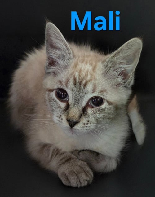 MALI - Siamese available for adoption