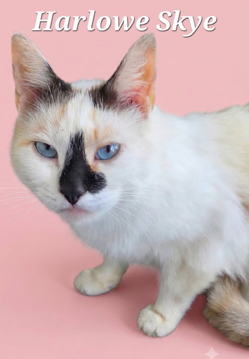 HARLOWE SKYE - Siamese available for adoption