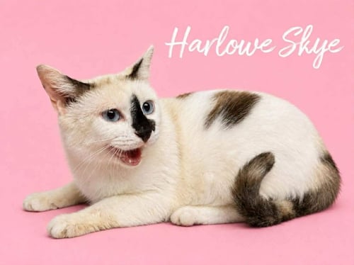 HARLOWE SKYE - Siamese available for adoption