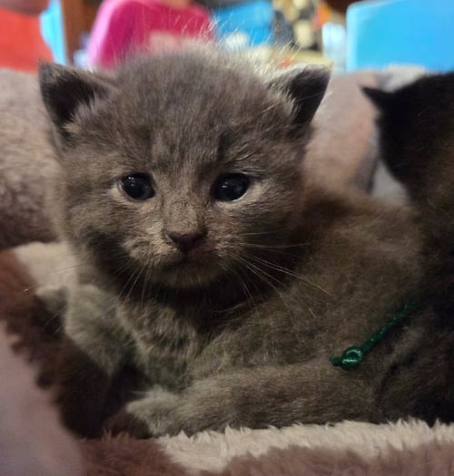 WILMA - Domestic Short Hair available for adoption