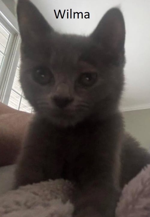 WILMA - Domestic Short Hair available for adoption