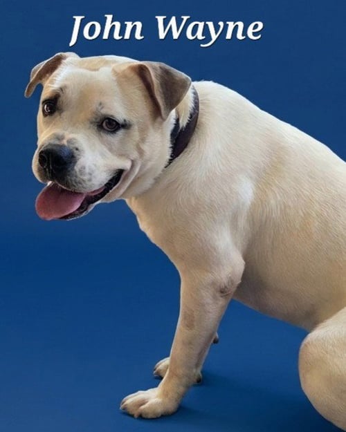 JOHN WAYNE - Terrier available for adoption