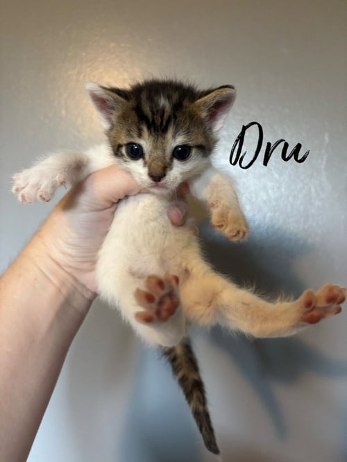 DRU - Domestic Short Hair available for adoption