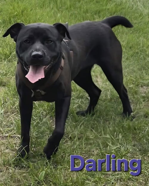 DARLING - Labrador Retriever / Terrier available for adoption