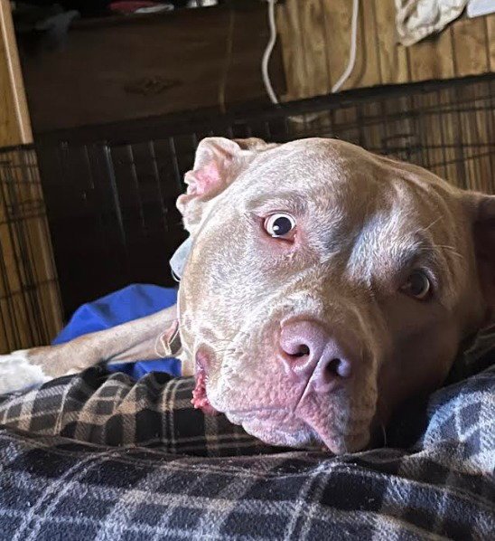 Bella (Courtesy Post) Image