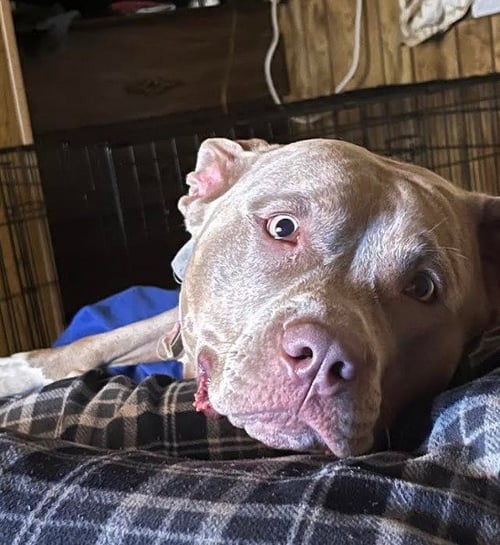 BELLA (COURTESY POST) - Staffordshire Bull Terrier available for adoption