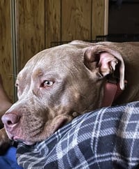 Bella (Courtesy Post) - Photo 2