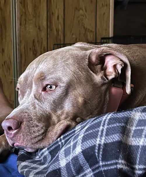 BELLA (COURTESY POST) - Staffordshire Bull Terrier available for adoption