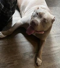 Bella (Courtesy Post) - Photo 3