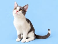 Blueberry (Courtesy Post) - Photo 3