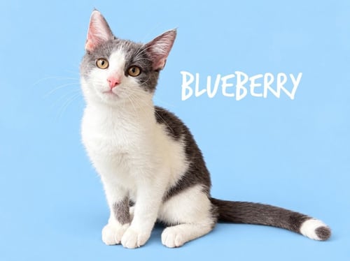 BLUEBERRY (COURTESY POST) - Domestic Short Hair available for adoption