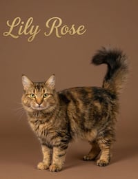 Lily Rose - Photo 1