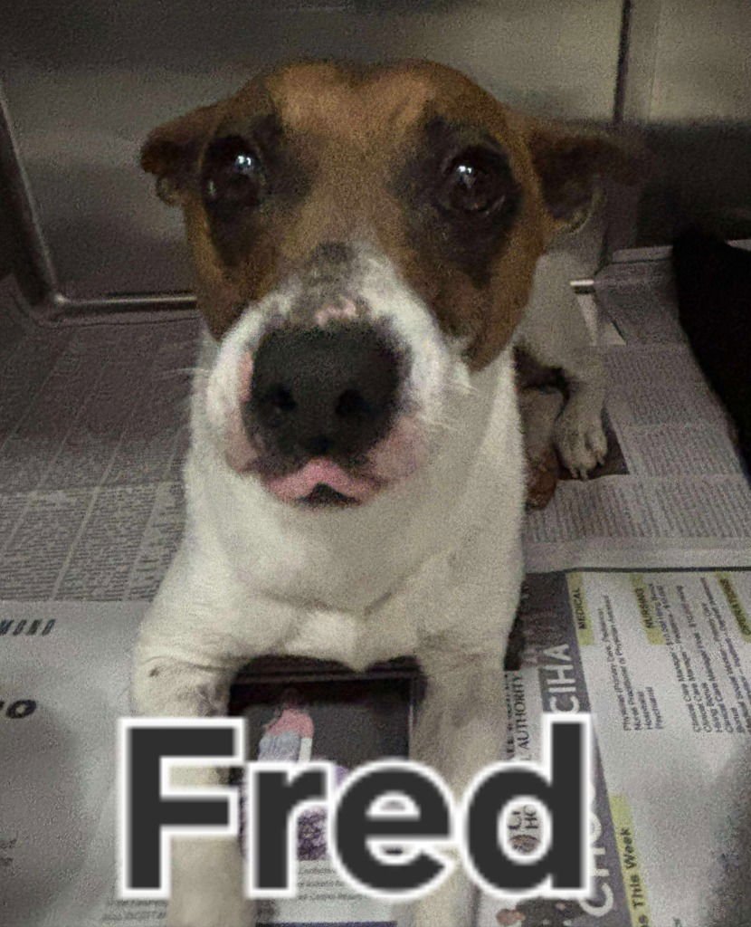 FRED - Feist available for adoption