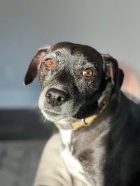 Jack (Courtesy Post) - Photo 1