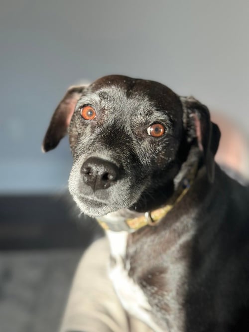 JACK (COURTESY POST) - Rat Terrier available for adoption