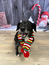 Jack (Courtesy Post) - Photo 4