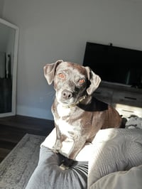 Jack (Courtesy Post) - Photo 3