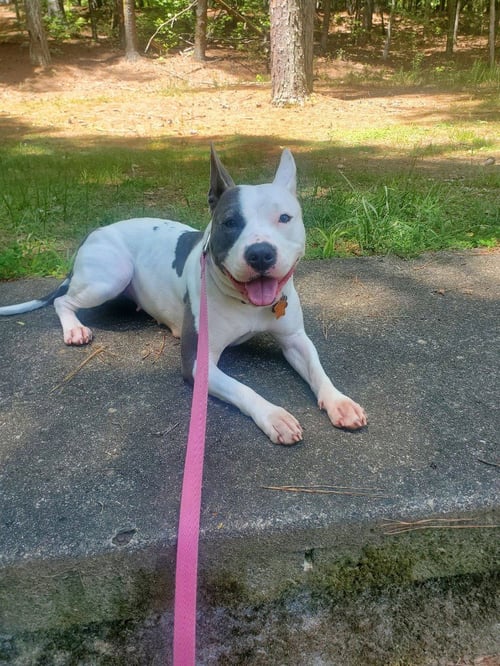 PINKY (COURTESY POST) - Pit Bull Terrier available for adoption