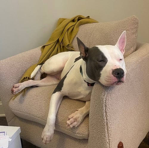 PINKY (COURTESY POST) - Pit Bull Terrier available for adoption