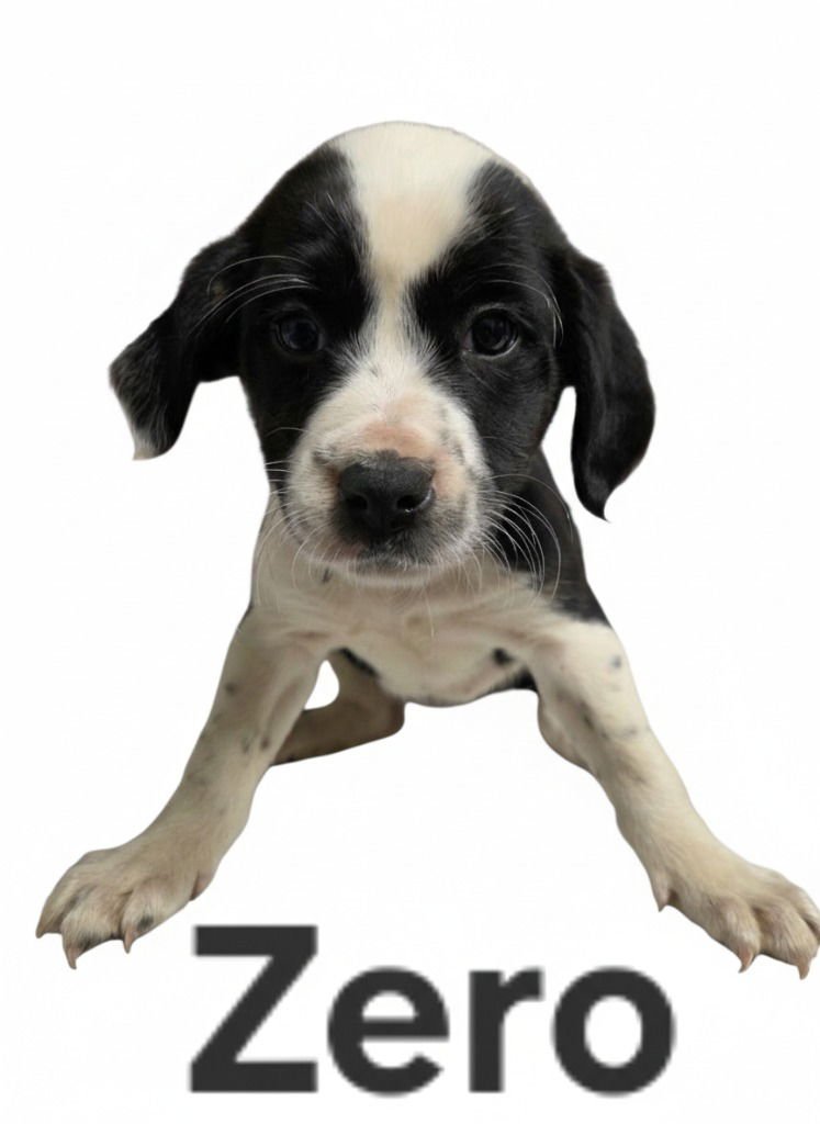ZERO - Terrier available for adoption
