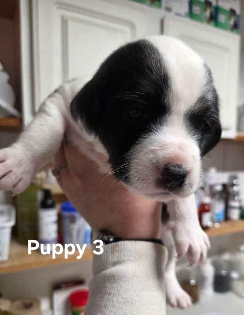 ZERO - Terrier available for adoption