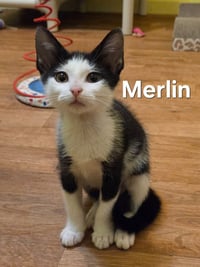 Merlin - Photo 1