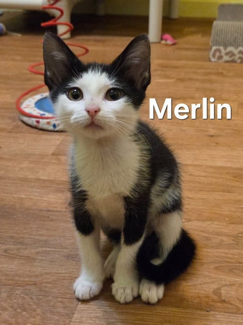 MERLIN - Domestic Short Hair available for adoption