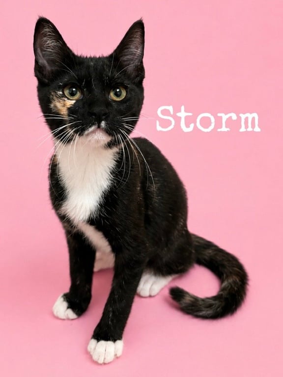 Storm Image